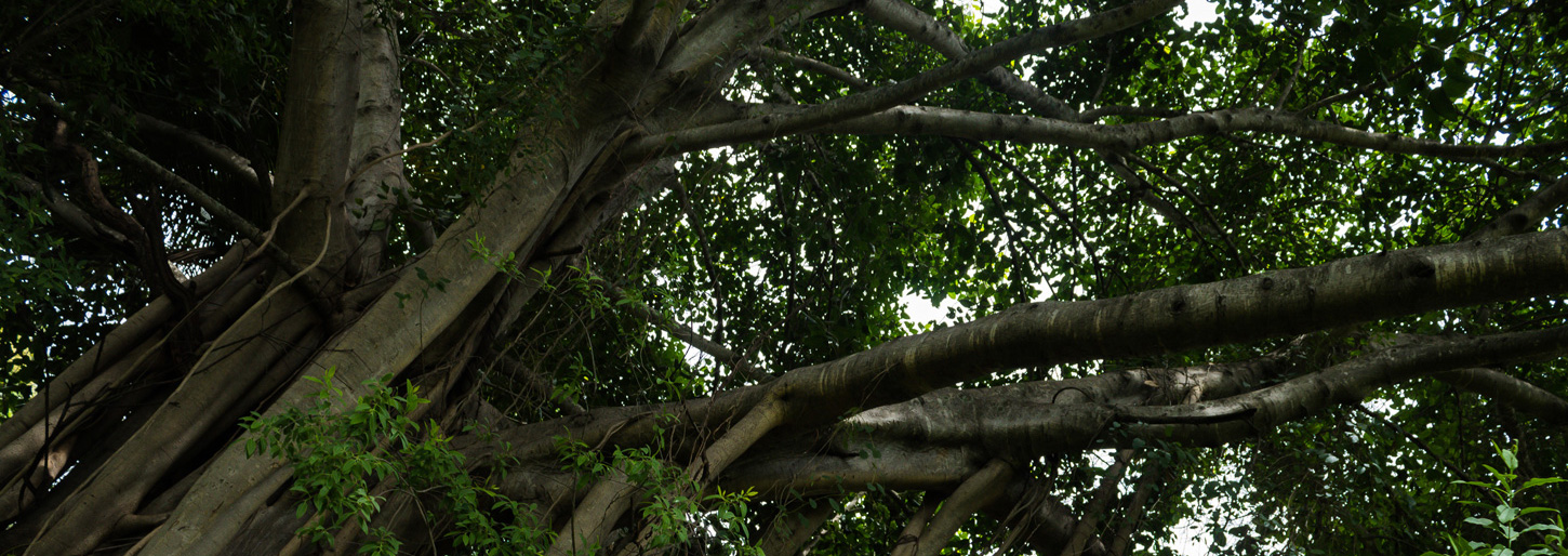 ABA Tree Felling Terms of Use