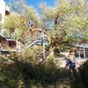 ABA Tree Pruning Services